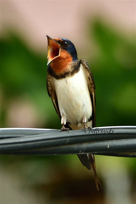 家燕子|家燕 Barn Swallow (Hirundo rustica) 